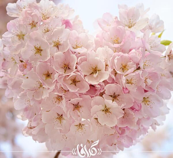 عکس پس زمینه شکوفه های بهاری