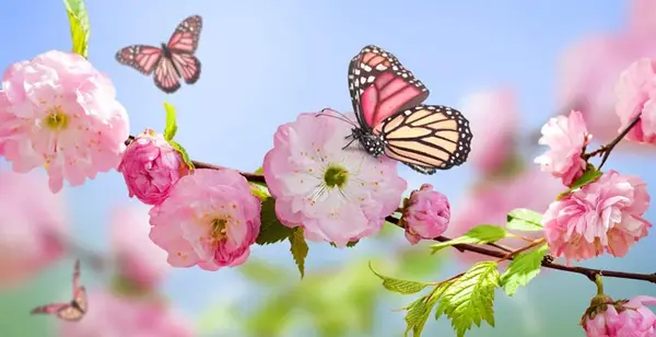 دانلود عکس های زیبای بهار