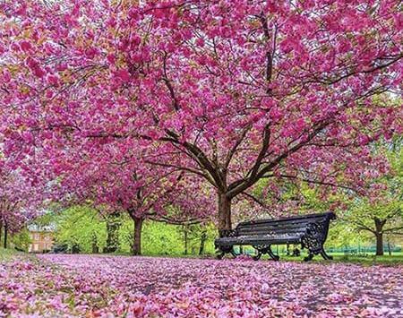 عکس های زیبای فصل بهار