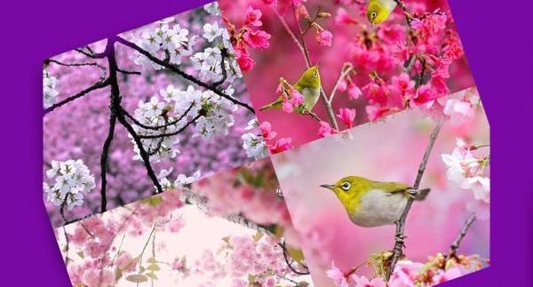 عکس های زیبای فصل بهار