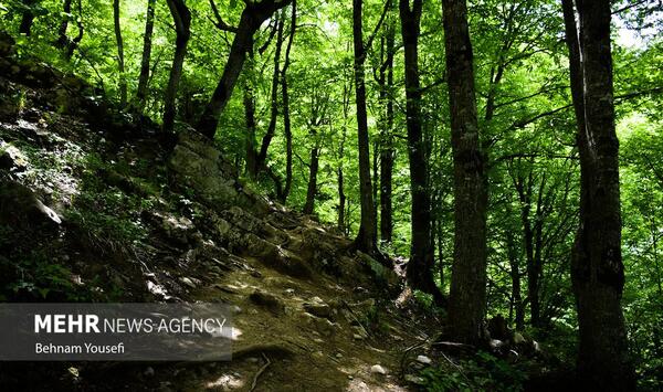 عکس های زیبا از جنگل ابر
