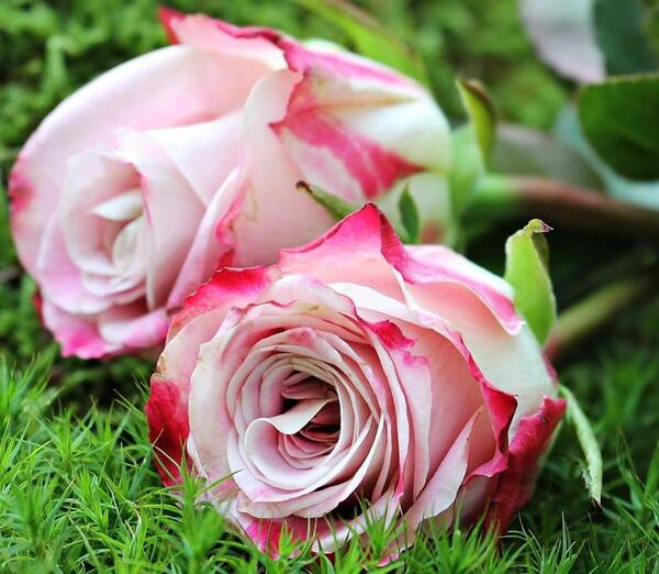 عکس گل های متحرک زیبا