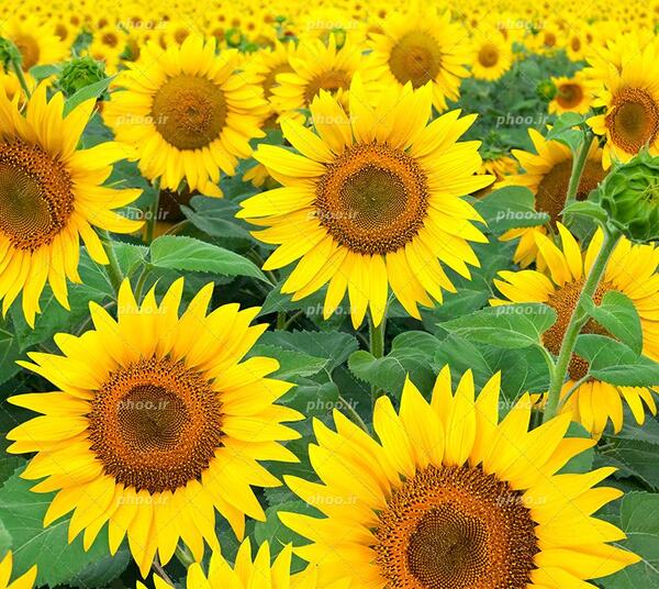 عکس های زیبای گل آفتابگردان