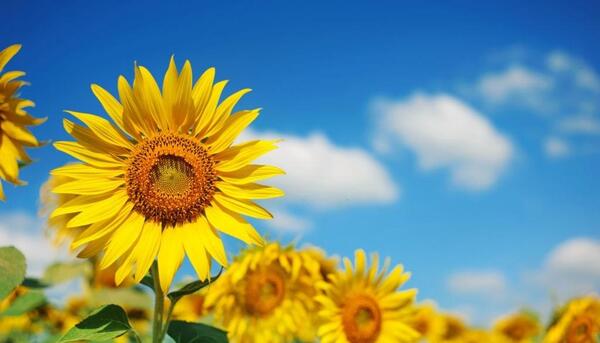 عکس های زیبای گل آفتابگردان