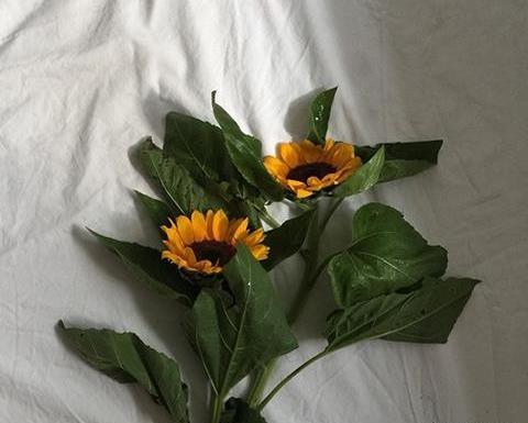 عکس های زیبای گل آفتابگردان