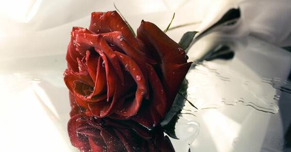 عکس های زیبا از گل سرخ