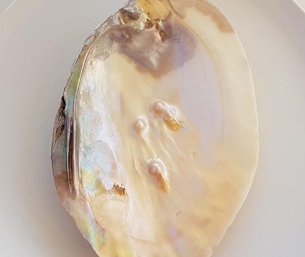 عکس صدف های خیلی زیبا