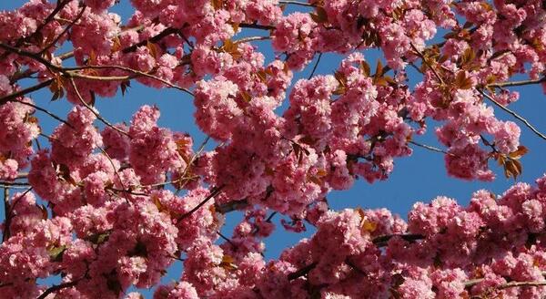 عکس شکوفه های صورتی زیبا