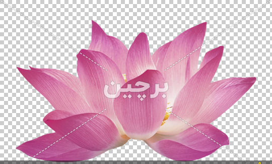 عکس های زیبا از گل نیلوفر