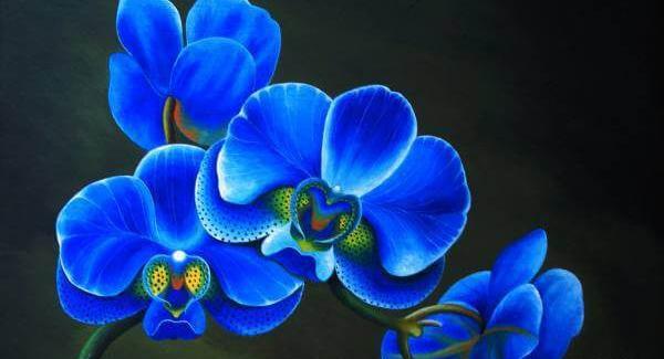 عکس های زیبا از گل ارکیده