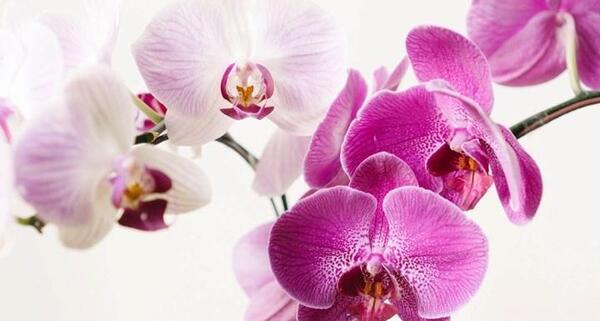 عکس های زیبا از گل ارکیده