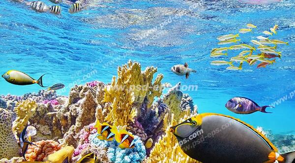 عکس های زیبا از عمق دریا