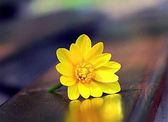 واتساپ عکس گل زیبا جدید