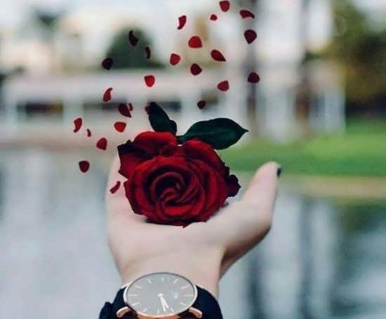 عکس گل برای واتساپ پروفایل