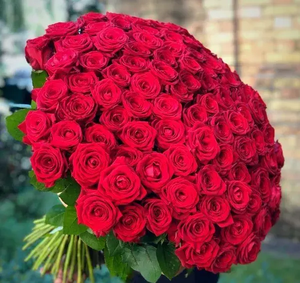 عکس گل رز برای ولنتاین