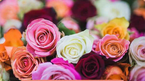 عکس گل رز برای ولنتاین
