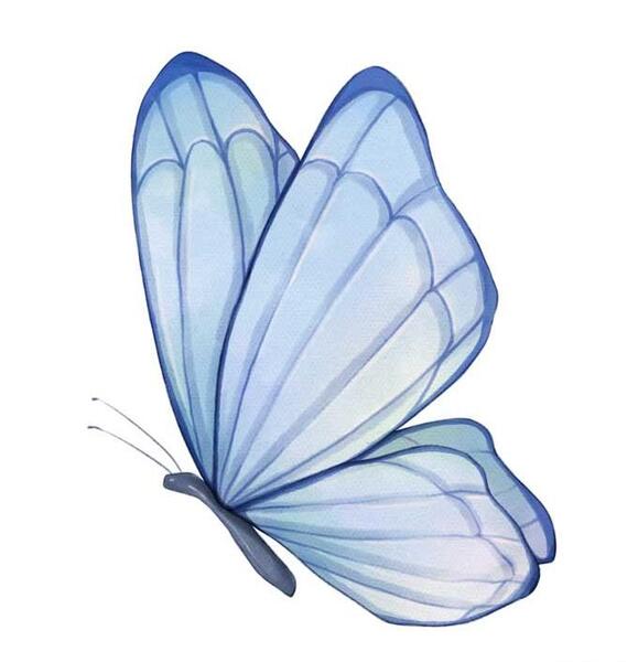 عکس مشکی پروانه ابی