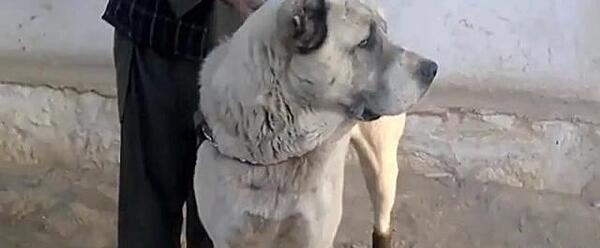عکس سگ افغان مشکی