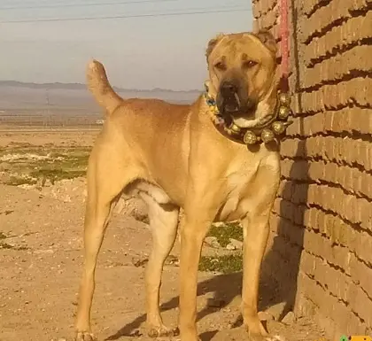 عکس سگ افغان مشکی