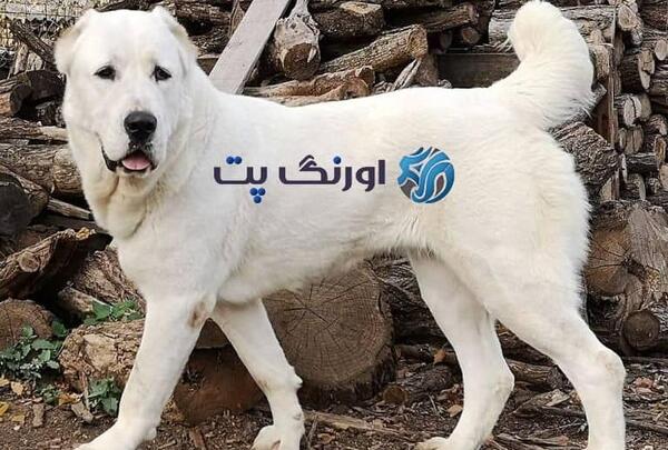 عکس سگ افغان مشکی