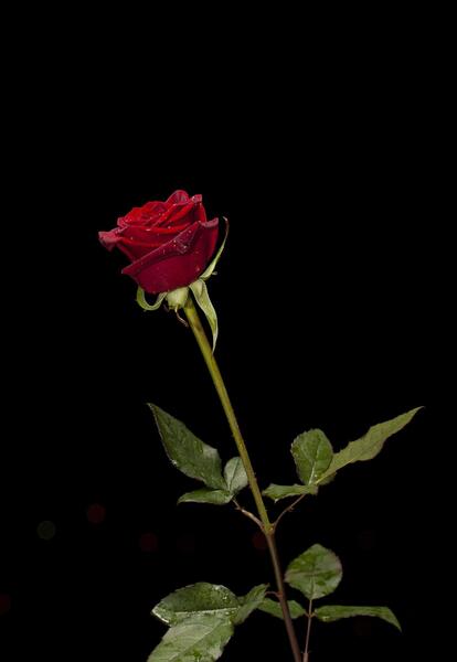 عکس گل مشکی برای پس زمینه