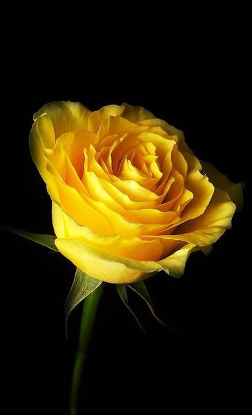 عکس گل مشکی برای پس زمینه