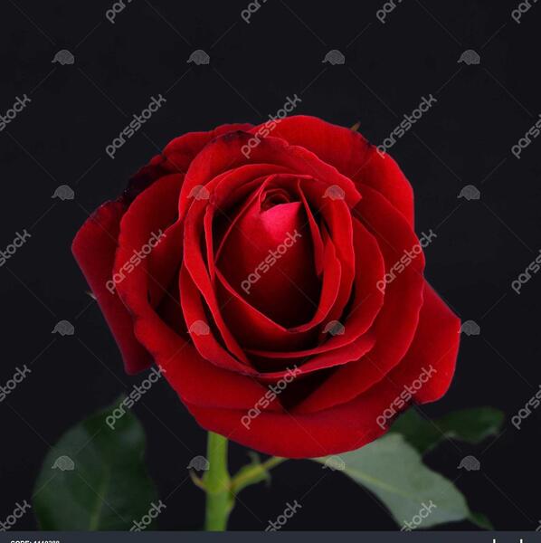 عکس گل مشکی برای پس زمینه