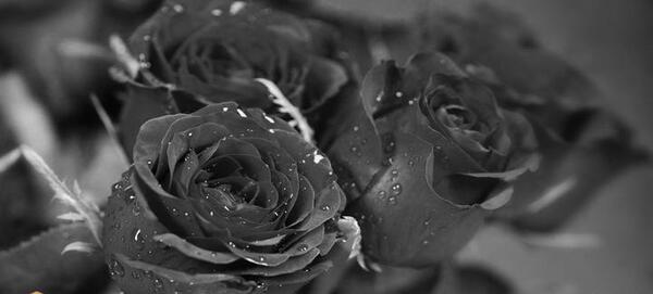 عکس گل مشکی برای پس زمینه