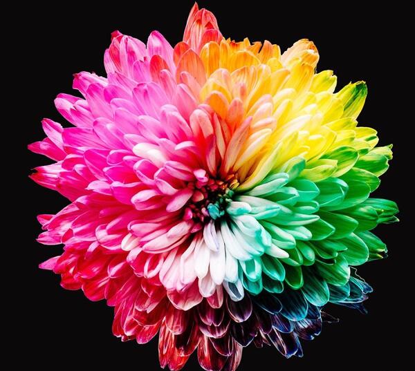 عکس گل مشکی برای پس زمینه