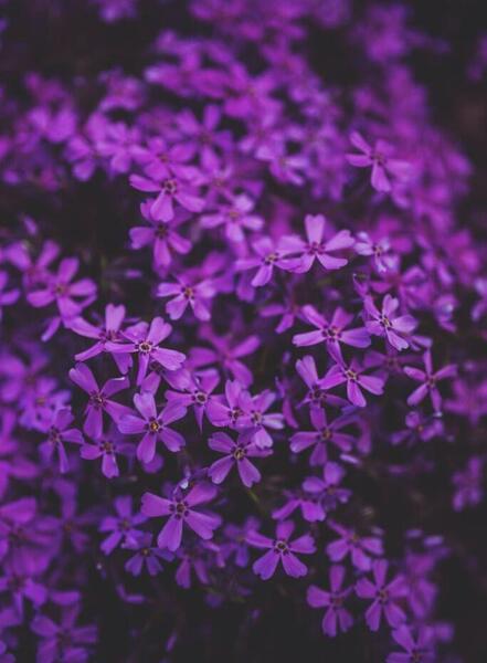 عکس بک گراند مشکی بنفش