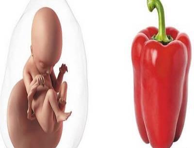 عکس جنین پسر 18 هفته ای