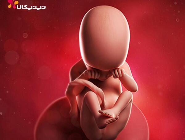 عکس جنین هجده هفته پسر