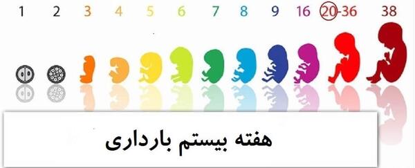عکس جنین پسر 20 هفته
