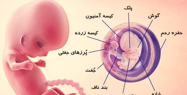 عکس جنین پسر 20 هفته