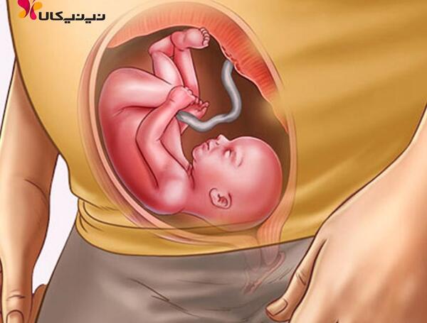 عکس جنین پسر 20 هفته