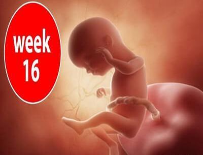 عکس جنین پسر در هفته 16