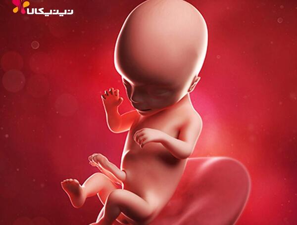 عکس جنین پسر در هفته 16