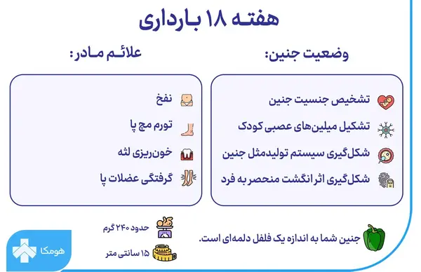 عکس جنین 18 هفته پسر