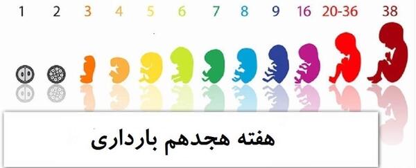 عکس اندام تناسلی جنین پسر نی نی سایت