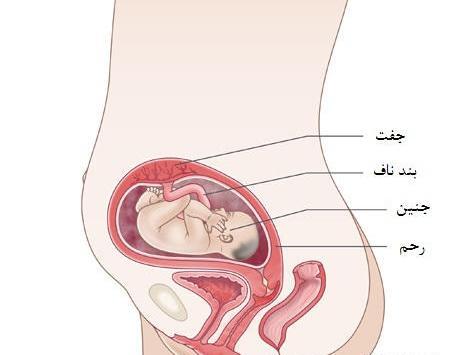 عکس جنین ۶ماهه پسر در شکم مادر