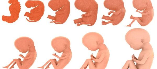 عکس جنین 6 ماهه پسر