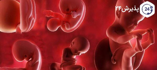 عکس جنین 6 ماهه پسر