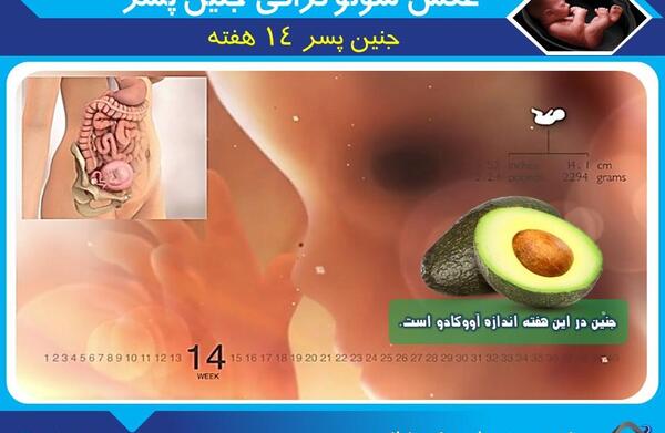 عکس جنین 11 هفته پسر