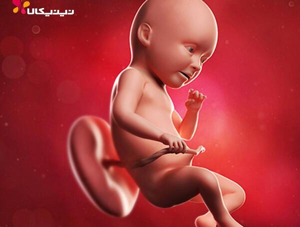 عکس جنین سی و سه هفته پسر