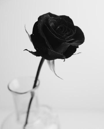 عکس گل با روبان مشکی
