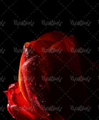 عکس گل با پس زمینه مشکی