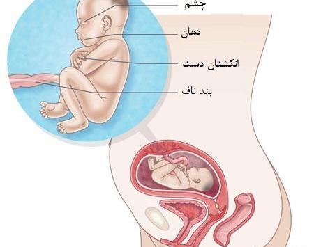 عکس جنین 5 ماهه پسر