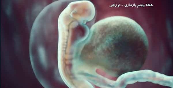 عکس جنین 5 ماهه پسر