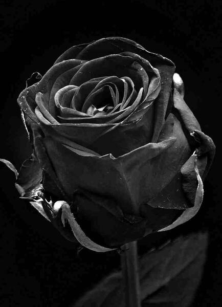 عکس پروفایل کاملا مشکی