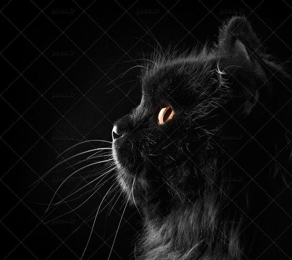 عکس گربه مشکی چشم سبز